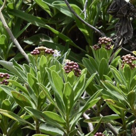 Psiadia_anchusifolia-ASTERACEAE-Endemique_Reunion-MB3_4434.jpg